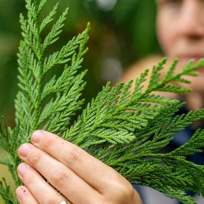 The Evergreen Anchor | Northern California Cedar