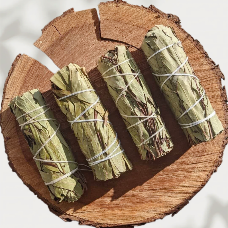 Eucalyptus ulmoides leaves