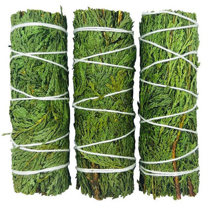 The Evergreen Anchor | Northern California Cedar