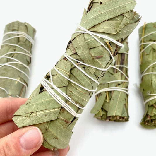 Eucalyptus ulmoides leaves