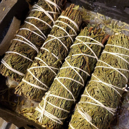 The Evergreen Anchor | Northern California Cedar