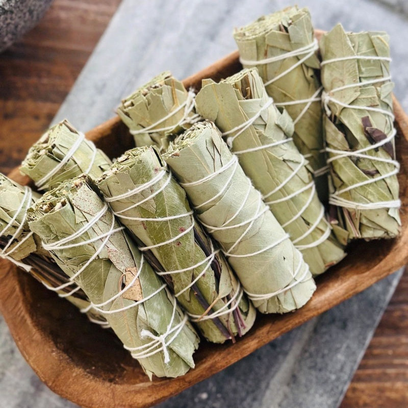 Eucalyptus ulmoides leaves