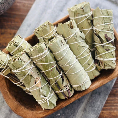 Eucalyptus ulmoides leaves